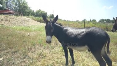 Çimenlerin üzerinde otlatma eşekler