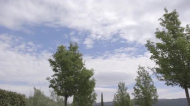 Parkta yeşil ağaçlar