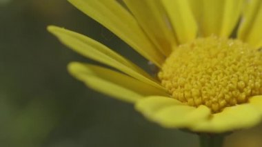 güzel sarı çiçek