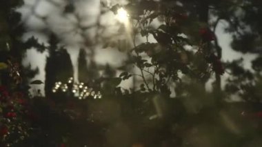 Diğer bitkiler ile çayır çiçek