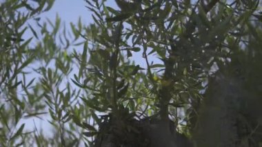 yaprakları Rüzgar sallıyor