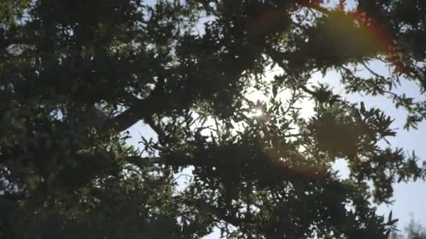 Сонячні промені світла через гілки — стокове відео