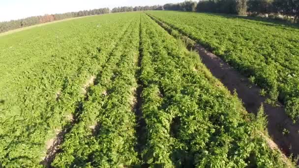 Campos agrícolas verdes — Vídeos de Stock