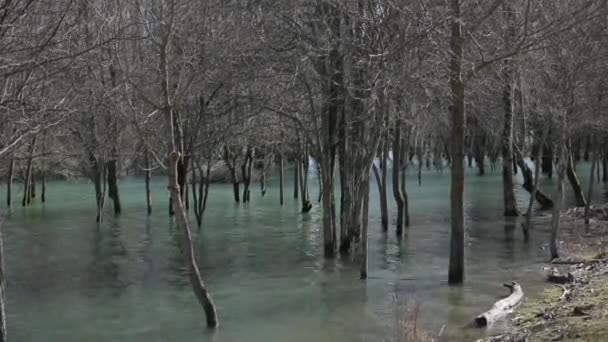 Fák nőttek a folyó mentén — Stock videók