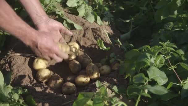 Trabajador cosecha patatas — Vídeos de Stock