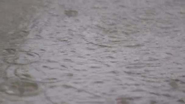 Raindrops falling into puddle — Stock Video