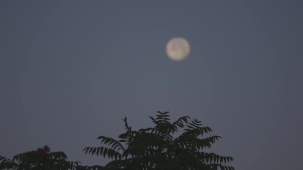 Focusing on full moon in evening — Stock Video