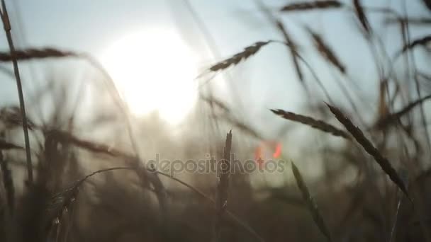 Épis de blé dans les champs — Video