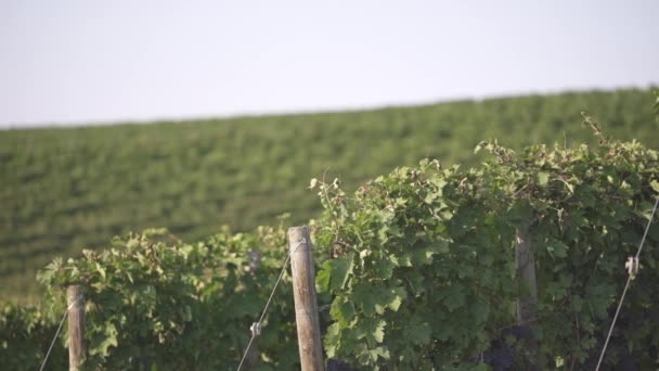 Filas de plantación de uva — Vídeo de stock