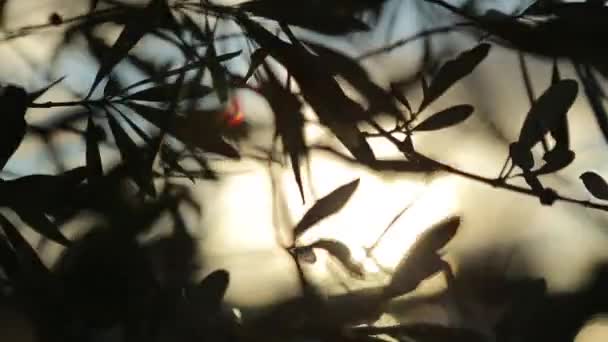 Ramos de árvore acenando pelo vento — Vídeo de Stock