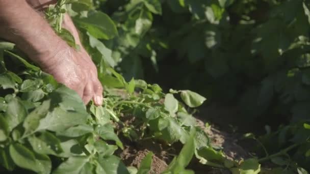 Trabajador cosecha patatas — Vídeo de stock