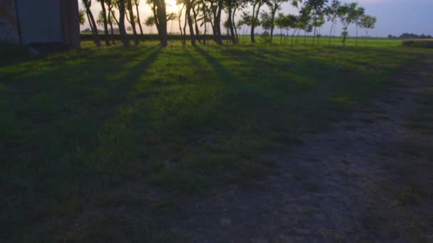 Liggande vy av träd vid solnedgången — Stockvideo