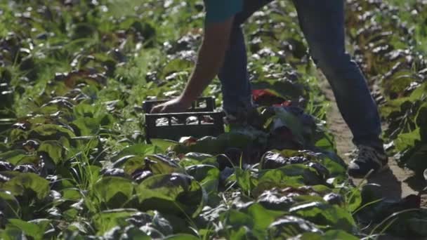 İşçi hasat lahana — Stok video
