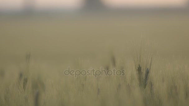 Espigas de trigo en el campo — Vídeo de stock