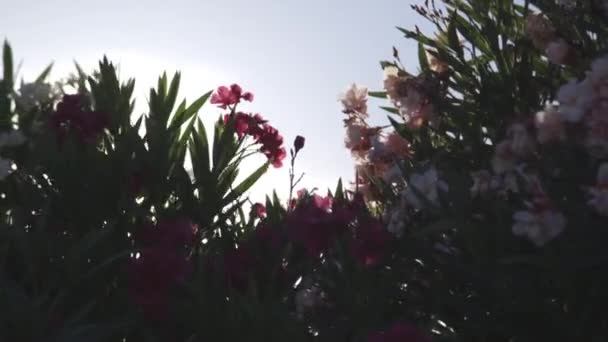 Tropikalne kwiaty różowe — Wideo stockowe