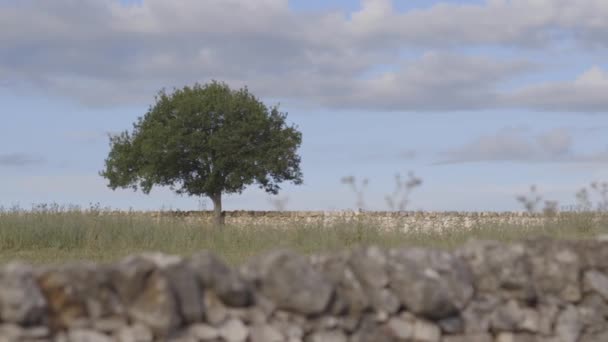 Одно дерево в сельской местности Апулии — стоковое видео