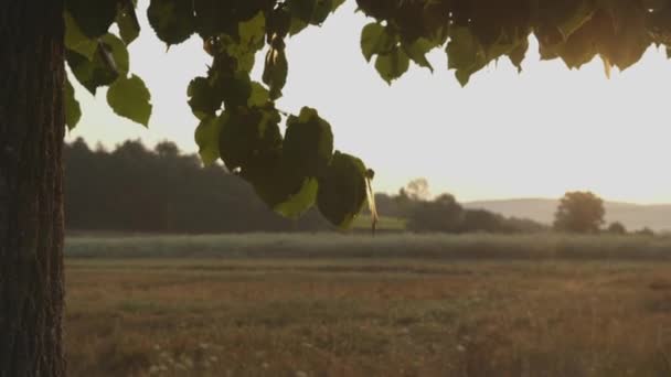 Folhas de árvore ao pôr do sol — Vídeo de Stock