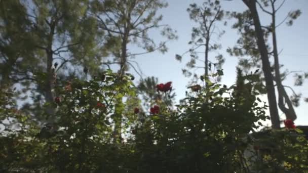 Blume auf der Wiese mit anderen Pflanzen — Stockvideo