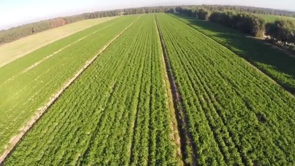 Campos agrícolas verdes — Vídeos de Stock