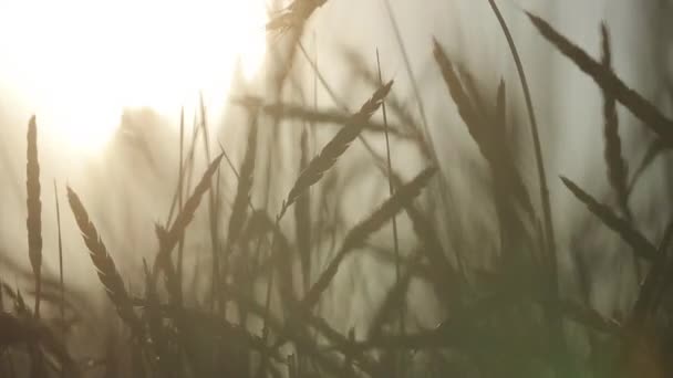 Espigas de trigo en el campo — Vídeos de Stock