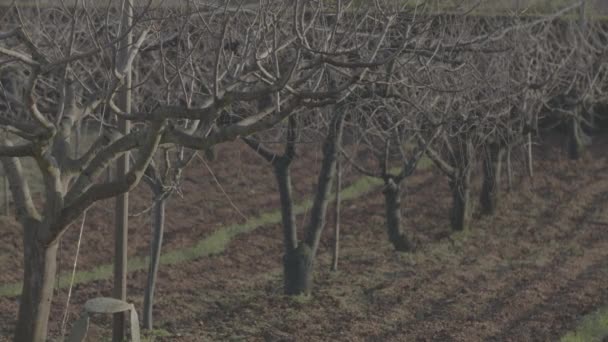 Mezőgazdasági területen a gyümölcsfák — Stock videók