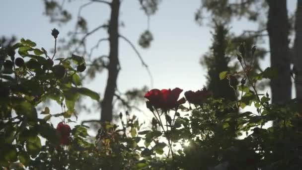 Flor no prado com outras plantas — Vídeo de Stock