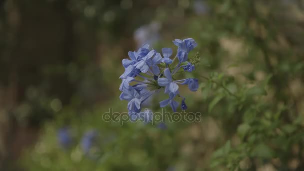 Flor en el prado con otras plantas — Vídeos de Stock