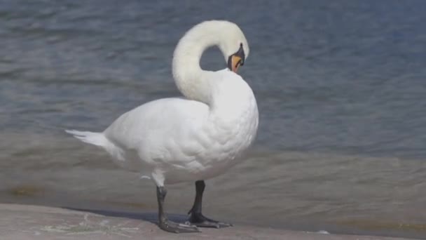Swan čistí peří — Stock video