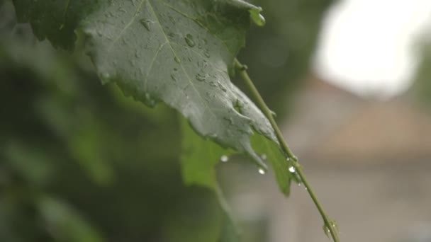 Hojas verdes en gotas de lluvia — Vídeos de Stock