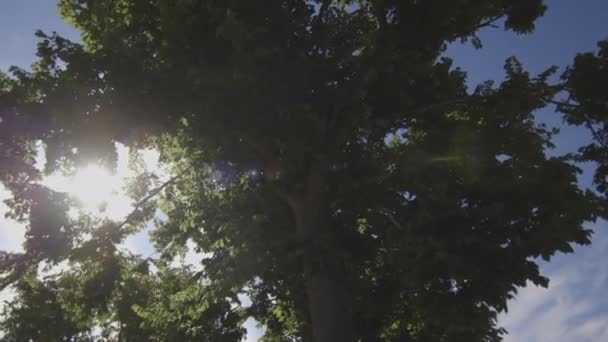 Солнце светит сквозь листья деревьев — стоковое видео