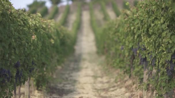 Uvas maduras en la plantación — Vídeo de stock