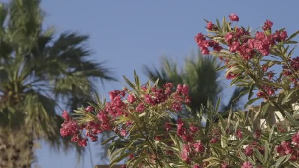 Flores rosadas tropicales — Vídeos de Stock