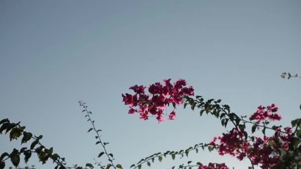 Flower on meadow with other plants — Stock Video