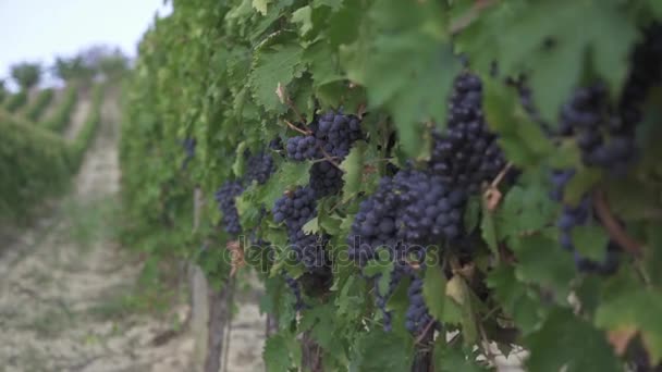 Uvas maduras en la plantación — Vídeo de stock