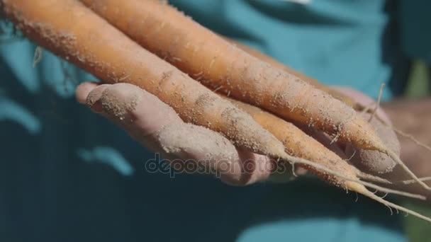 Человек держит морковь — стоковое видео