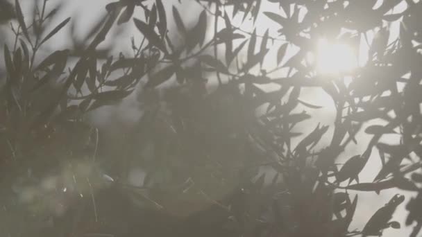 Zon lichtstralen door middel van bijkantoren — Stockvideo