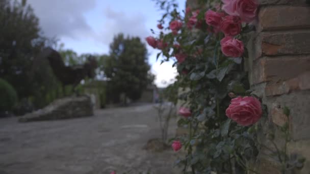 Rosa flores por muro de piedra — Vídeos de Stock