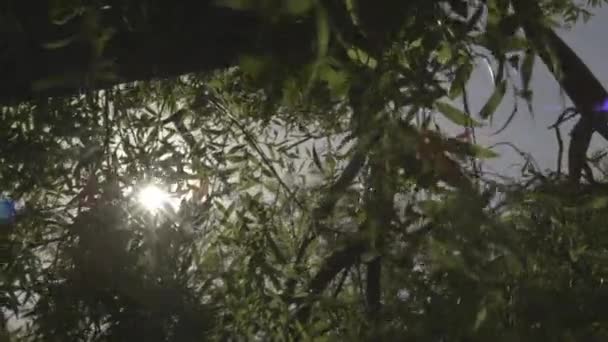 Rayos de luz del sol a través de ramas de árboles — Vídeo de stock