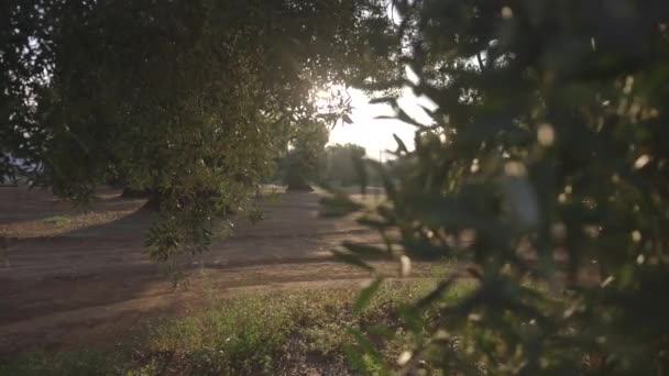 Lichtstralen van de zon door de bomen — Stockvideo