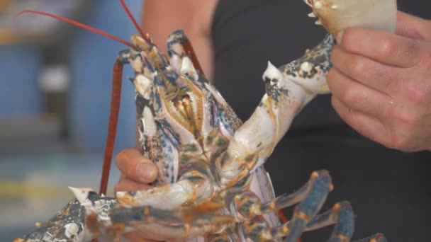 Man hands holding  lobster — Stock Video