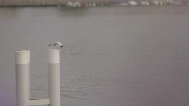 Gaviota sentada en el muelle — Vídeo de stock