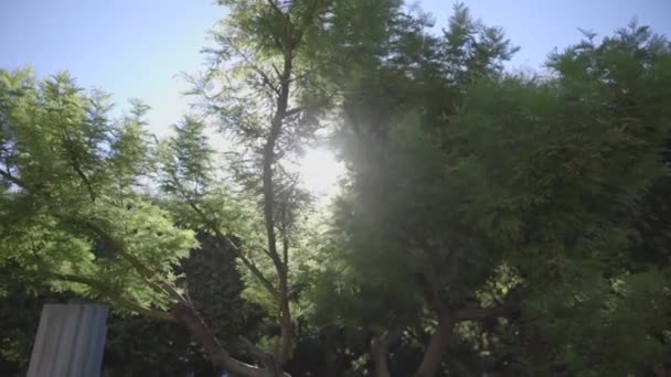 Raggi di luce del sole attraverso le foglie degli alberi — Video Stock