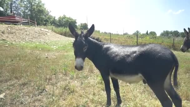 Burros pastando en la hierba — Vídeo de stock