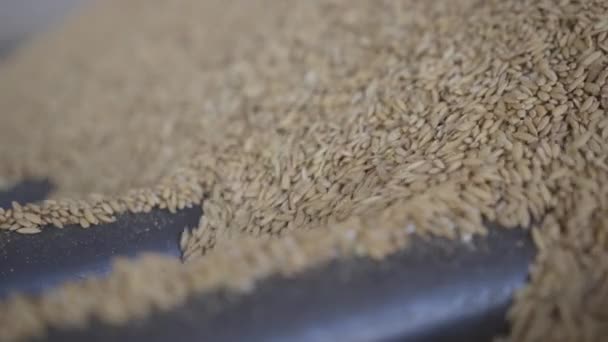 Arroz derramando em máquinas — Vídeo de Stock