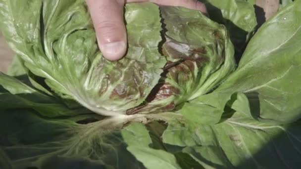 Worker harvest cabbage — Stock Video