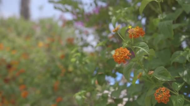 Pflanzen mit Blumen, die im Wind schwanken — Stockvideo