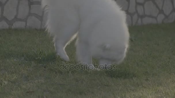 Samojedvalpar hund promenader i trädgården — Stockvideo