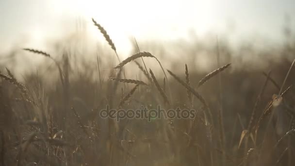 Spighe di grano nel campo — Video Stock