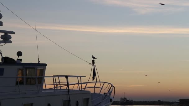 Uccelli che sorvolano la barca alla deriva — Video Stock