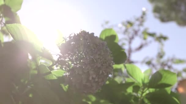 Primavera lila en el arbusto — Vídeo de stock